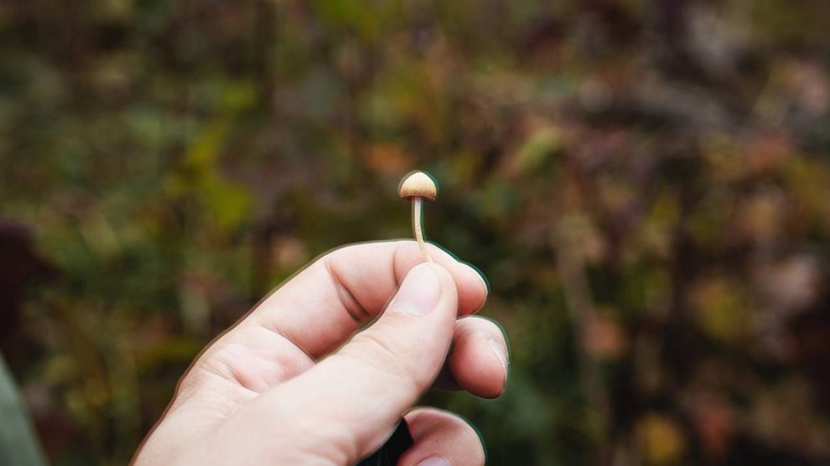 A mushroom.