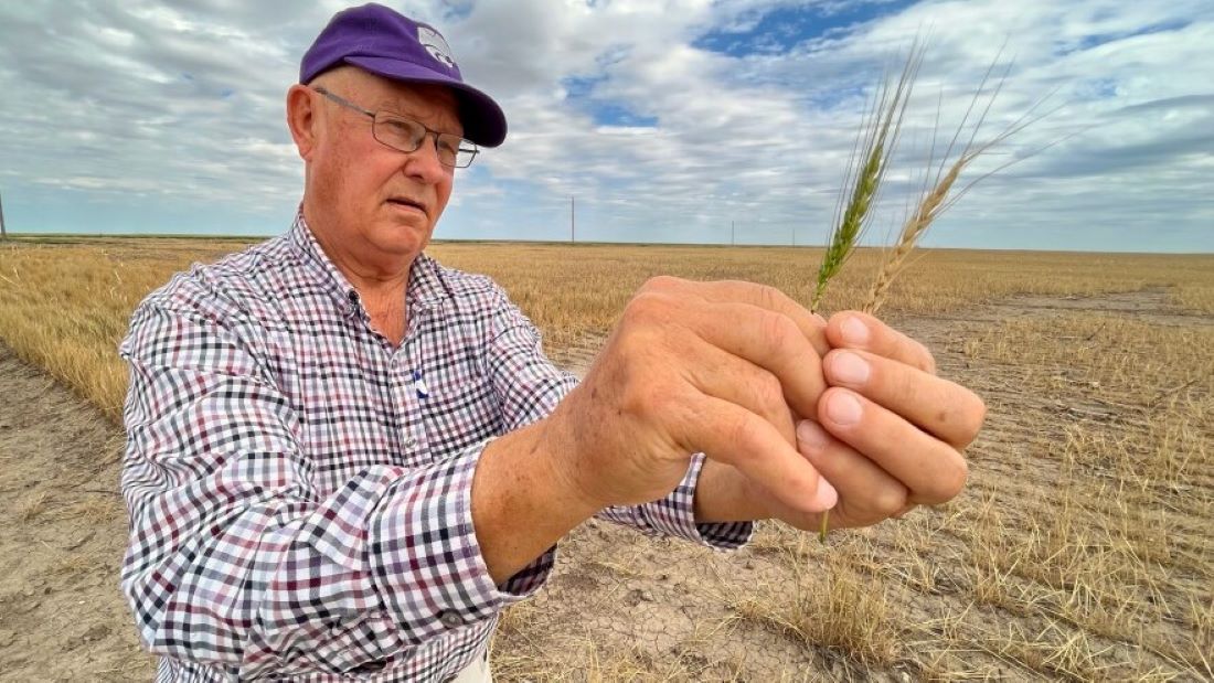 Western Kansas farmer Vance Ehmke holds two heads of wheat, one that developed in spite of the drought and one that died.