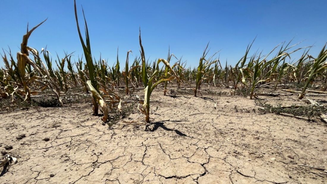 Many cornfields in western Kansas, like this one just outside of Garden City, have been parched by the drought. Estimates predict that Kansas corn farmers will harvest 122 million fewer bushels this year than they did last year.