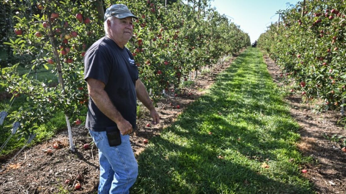 Frank Gieringer walks between rows of apple trees where his customers can pick their own fruit. Gieringer lives near the border of where NextEra Energy Resources wants to build a 2,000-acre solar farm.