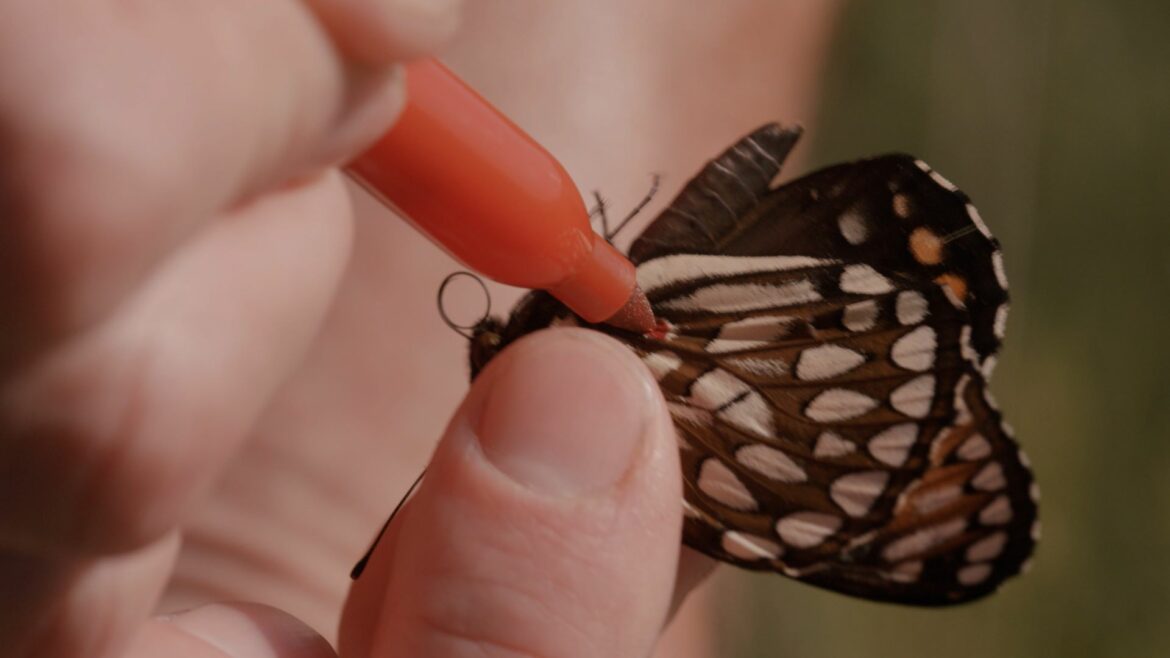Dan Marschalek marks a Regal Fritillary butterfly with a felt tip pen at the Friendly Prairie conservation area near Sedalia.