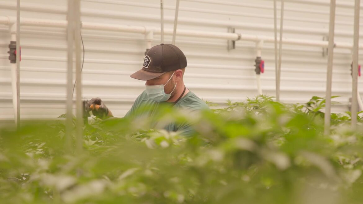 Man in hat trims cannabis plants in a large cultivation site.