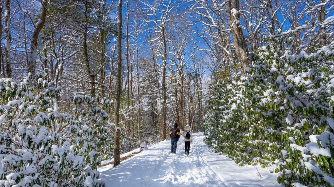 Two people taking a winter walk in a forest.