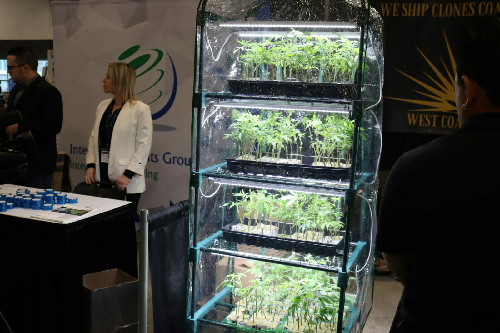 Four rows of cannabis seedlings sit on shelves under a plastic tarp with a grow light.