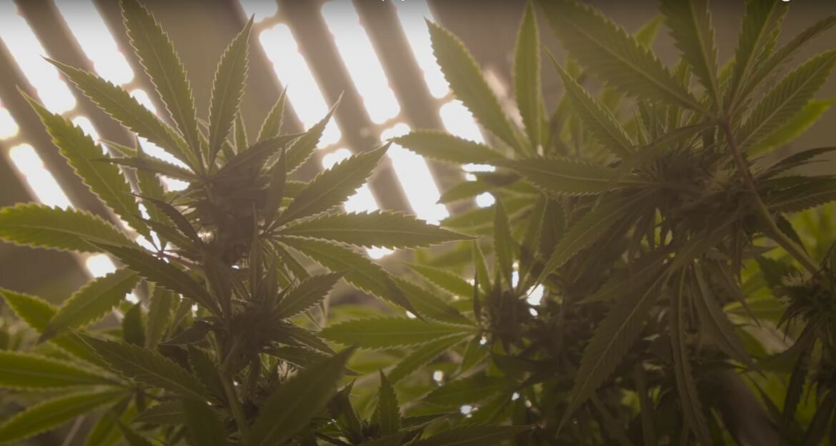 Cannabis leaves growing in an indoor facility, shot from below the plants.
