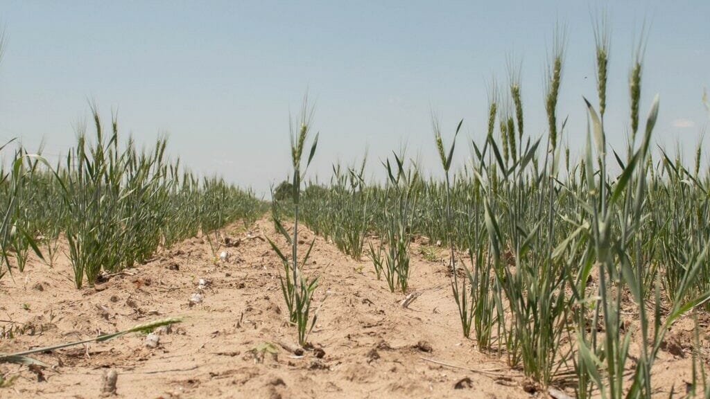 A field of winter wheat in Kansas.