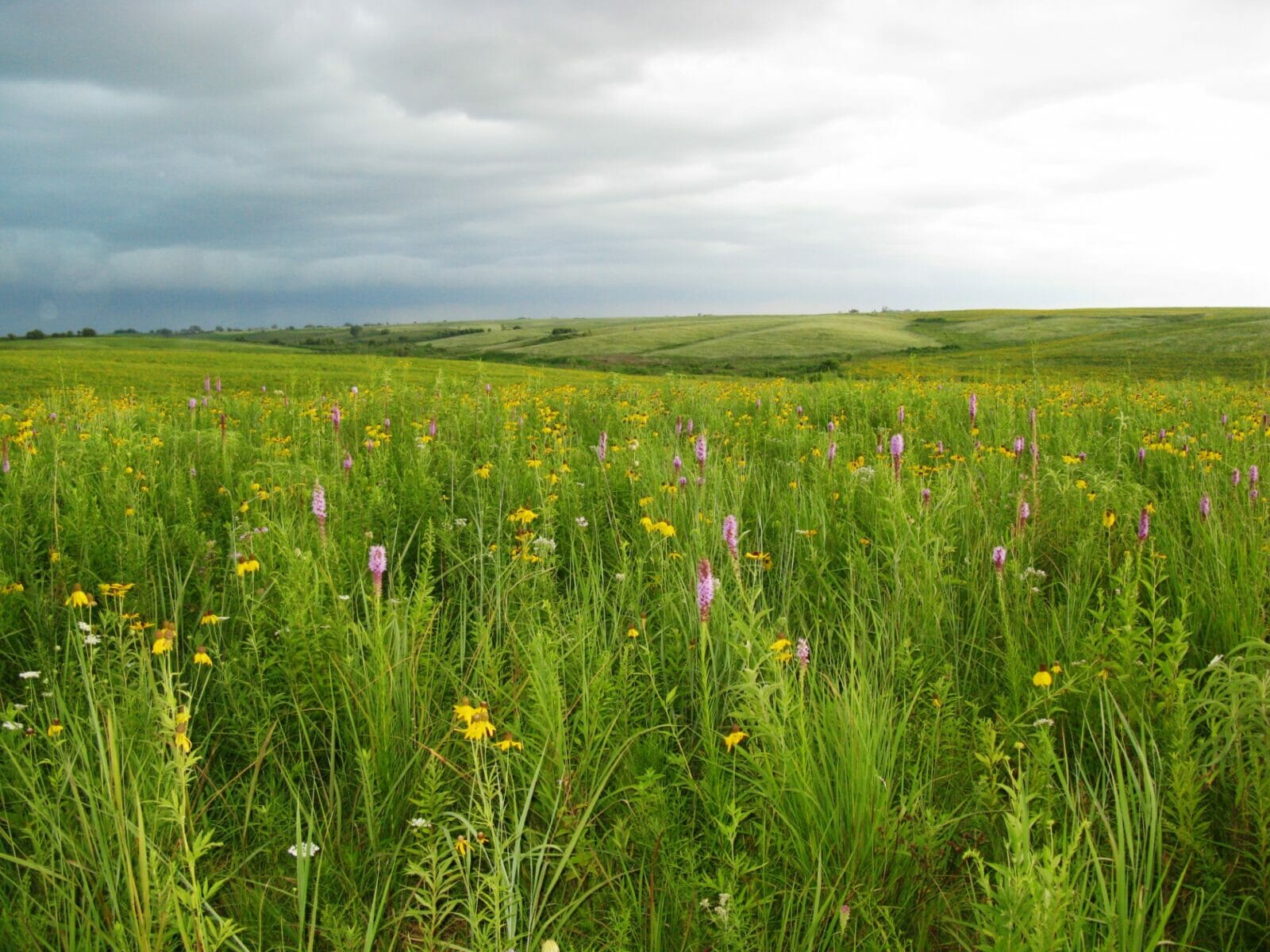rolling prairie land with colorful native plants and lush green. the sky is overcast and a storm can be seen in the distance.