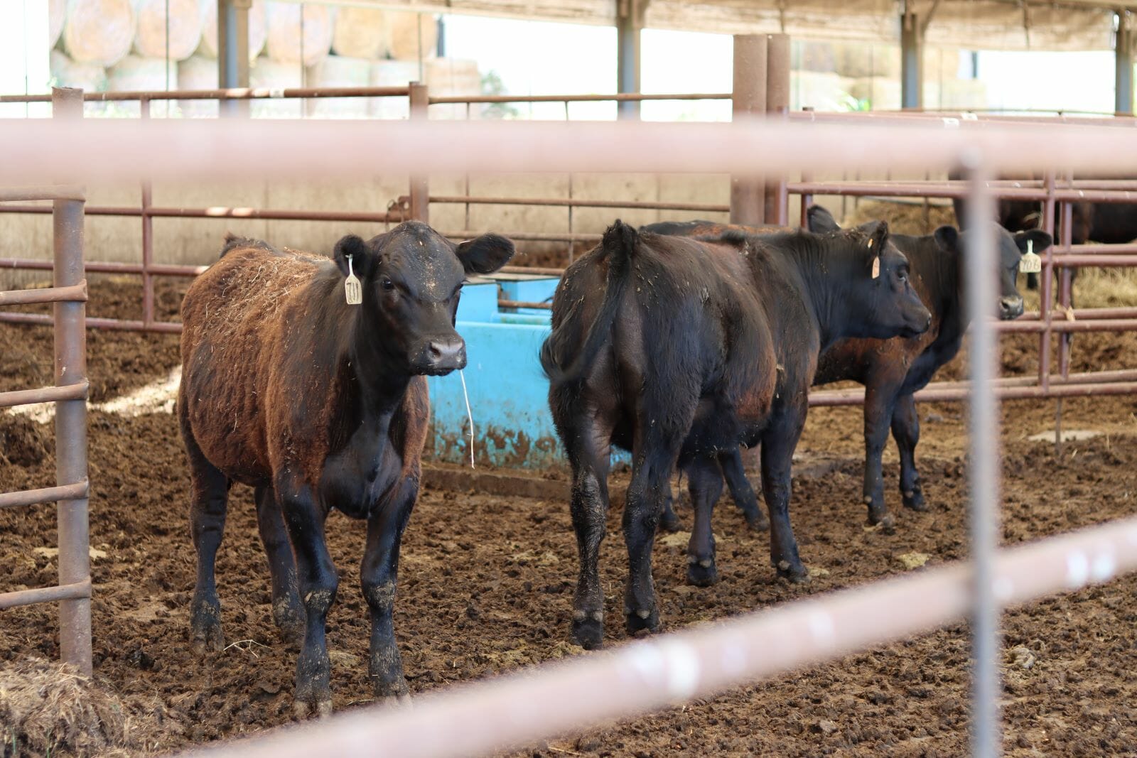 young cows with tags on their ears stand in the mud of a hoop barn.