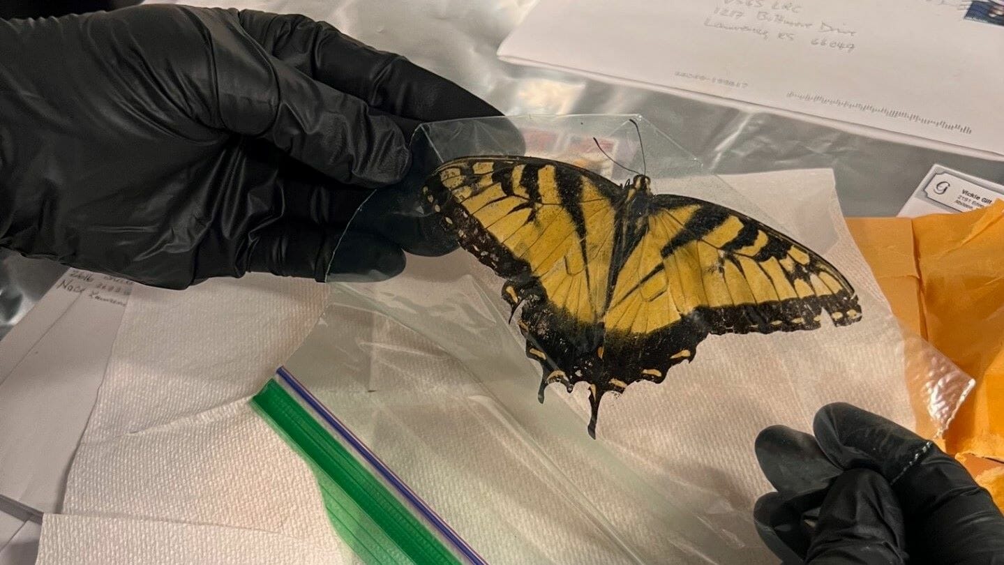 A dead butterfly in a plastic baggie.
