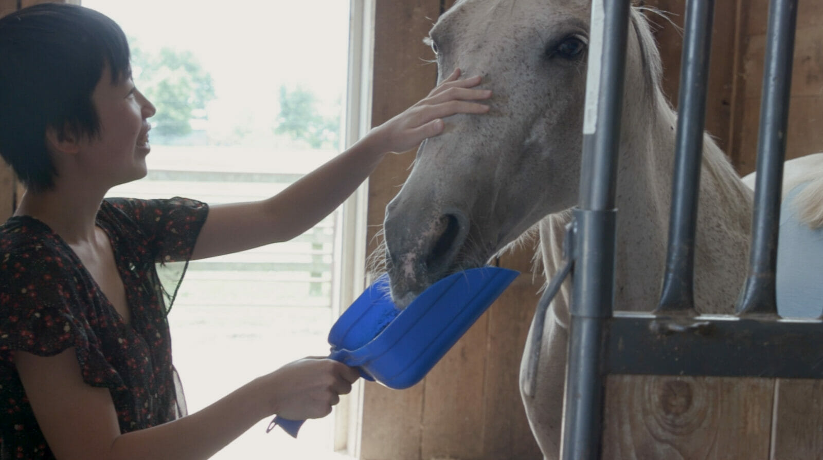 woman with short dark hair holds a blue scoop full of oats up to a white horse, who munches on the oats. The woman has her hand on the horses face.