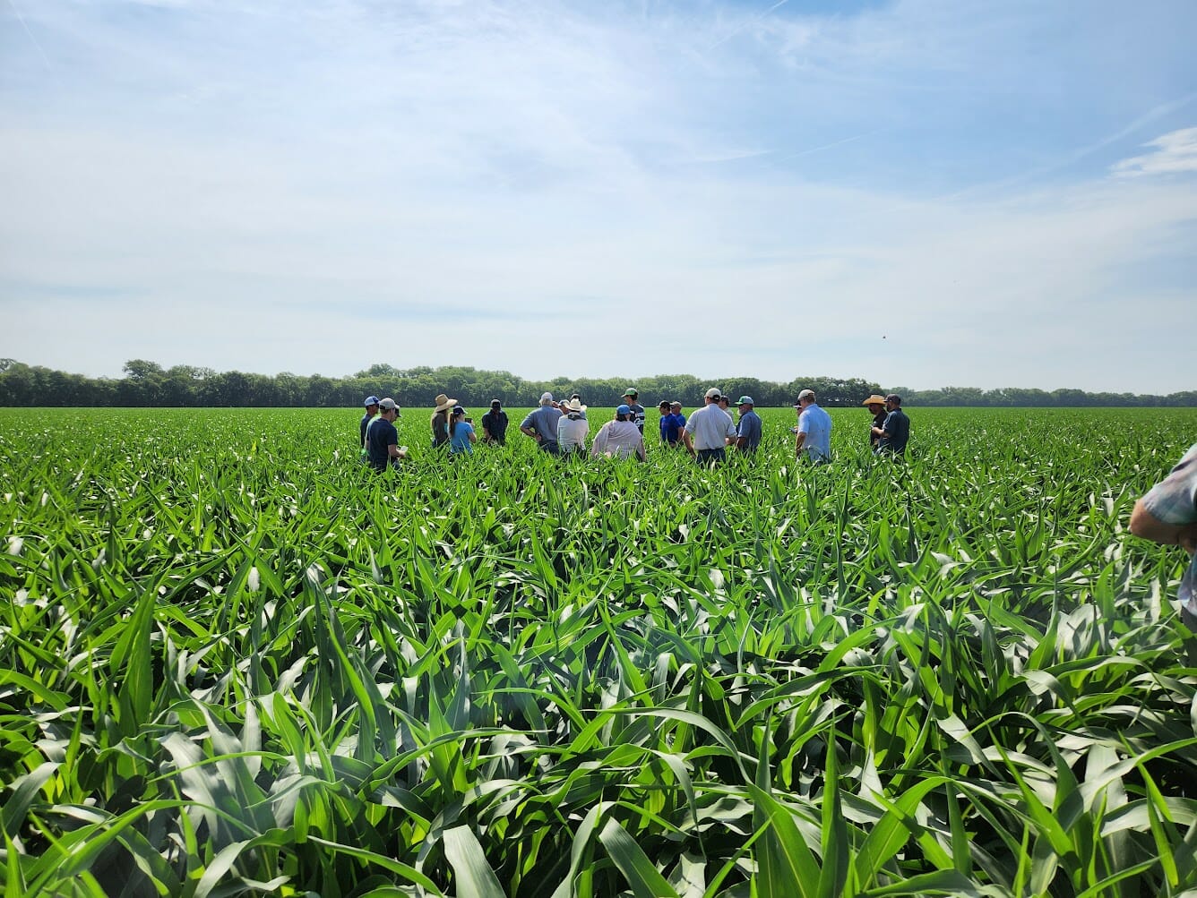 a group of farmers stand in the middle of a corn field.