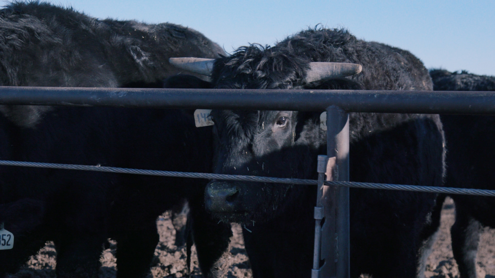 black cow in a feed lot
