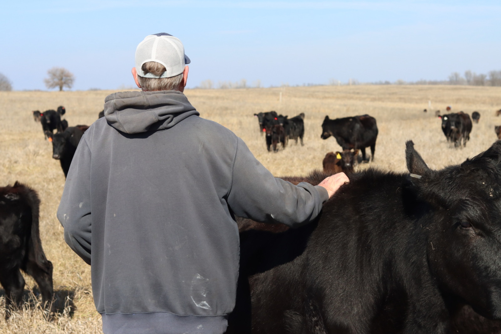A man in a gray hoodie and a hat stands in front of a herd of grass-fed cattle. He pets the back of a cow to his right.