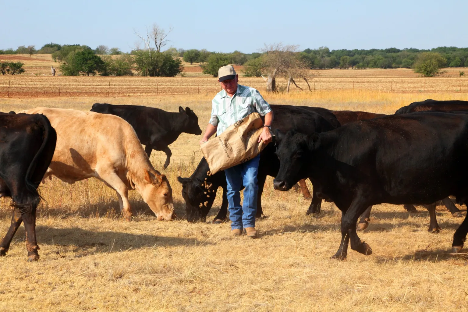 An Oklahoma rancher pouring out sack feed to his Angus and Charolais mix cattle in a pasture of dead grass caused by drought.