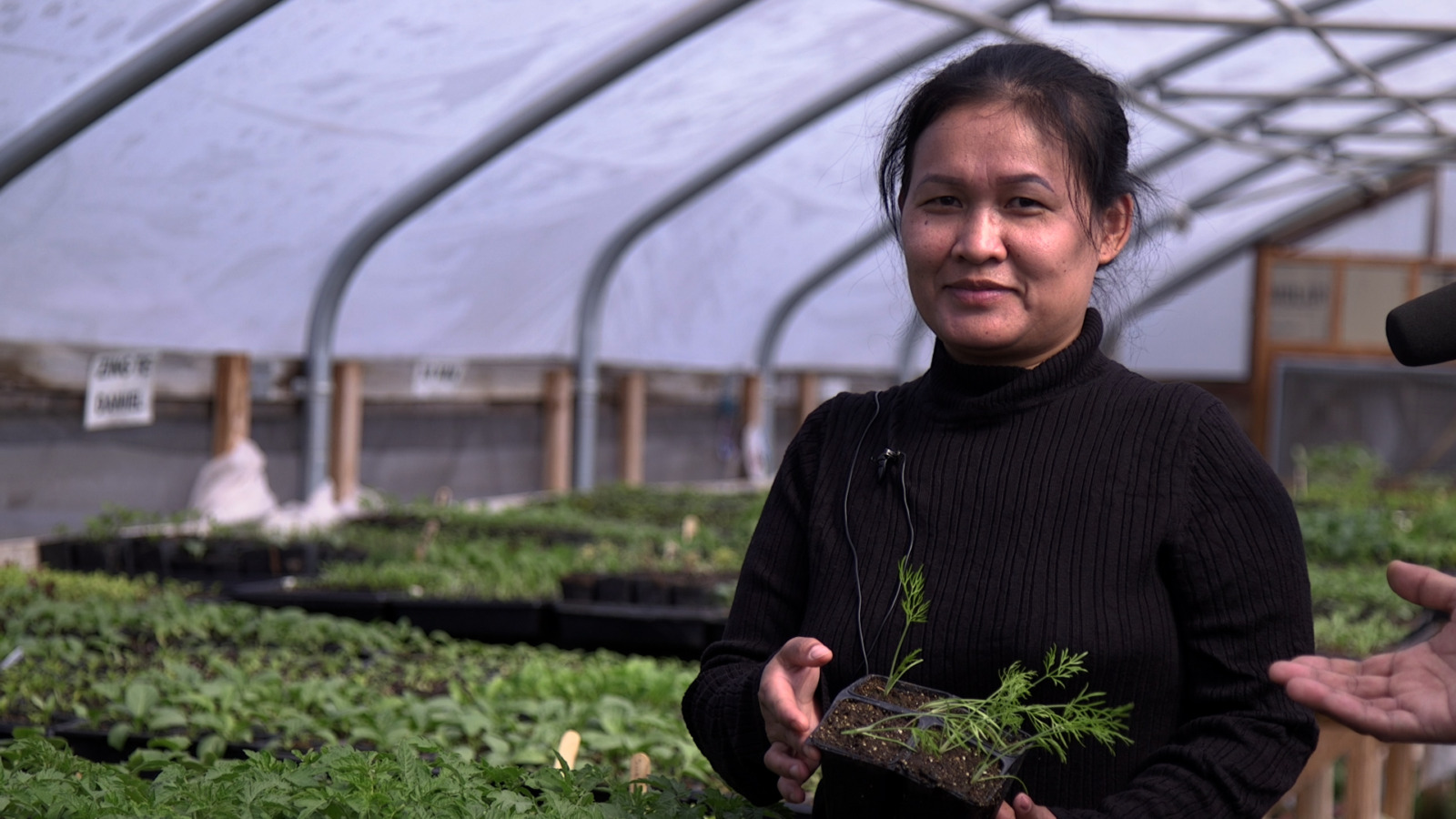 A woman in a black sweater stands in a greenhouse and holds a tray of fennel seedlings.