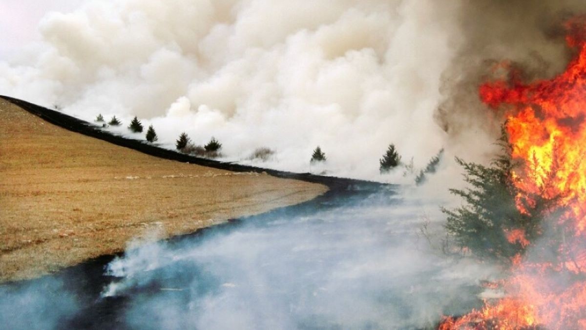 An eastern red cedar catches fire. Controlled fires, such as this one on grassland managed by Kansas State University scientists, are needed to save prairies from becoming woodland and shrubland.