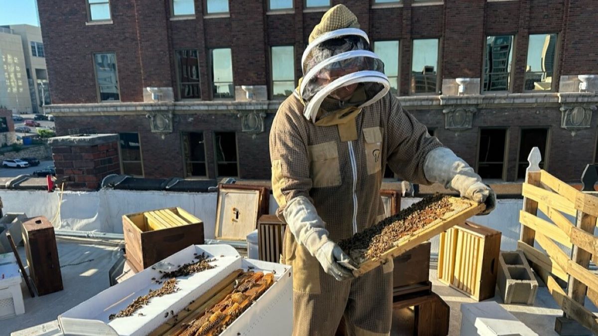 David Friesen, founder and head beekeeper of Bee KC, checks on bees that will be added to the hives at Tom's Town.
