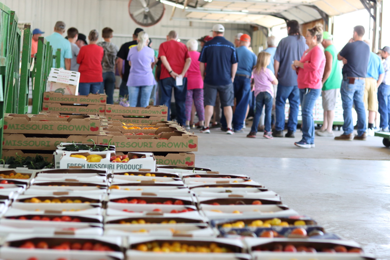 A crowd of people gather in the background of an image, taken down a row of boxes, low to the ground. The boxes are full of yellow and red tomatoes and read "Missouri Grown" and "Fresh Missouri Produce"