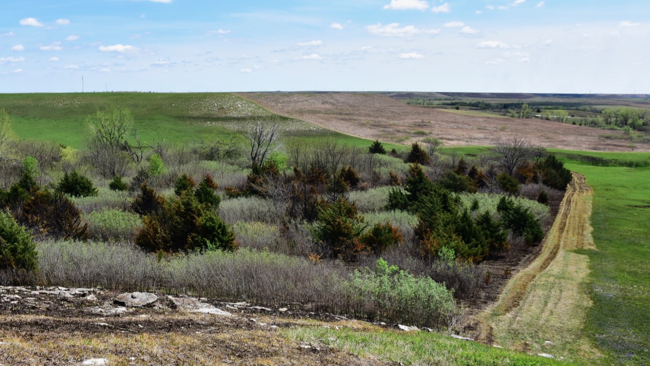 Eastern red cedars are taking over grasslands in the Dakotas, Nebraska, Kansas and Oklahoma. In most temperate grasslands around the world, gaining a tree canopy won't help cool the planet.