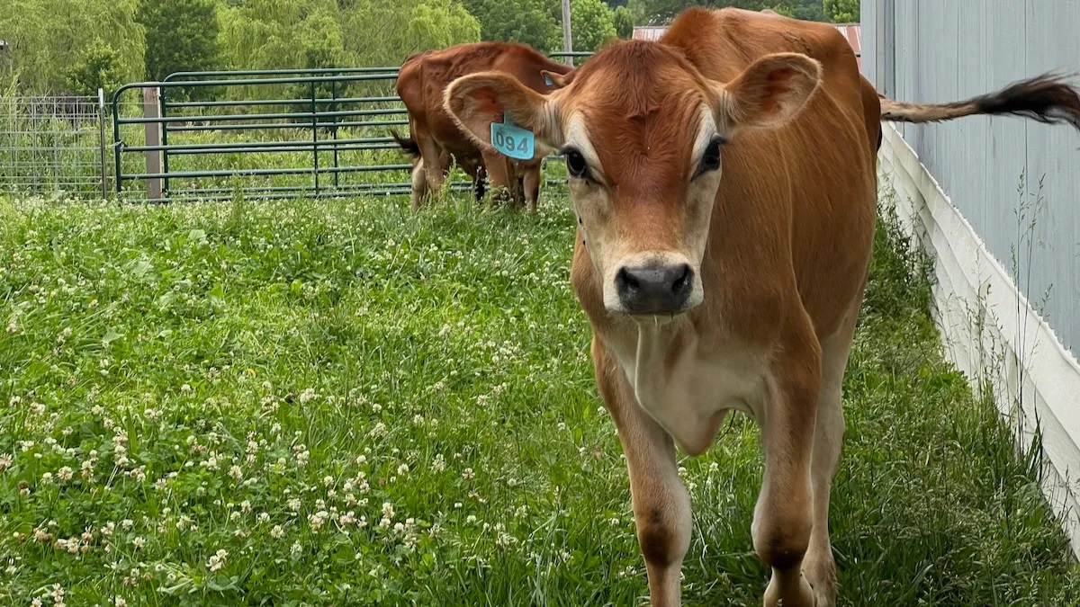 A dairy cow in a pen at Be Whole Again Farm in Excelsior Springs.
