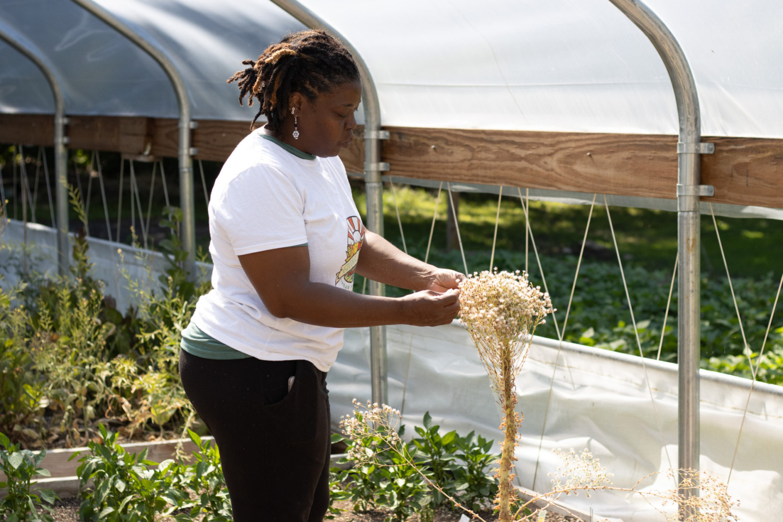 A woman looks at a bundle of drying flowers on a lettuce stalk in a hoop house.