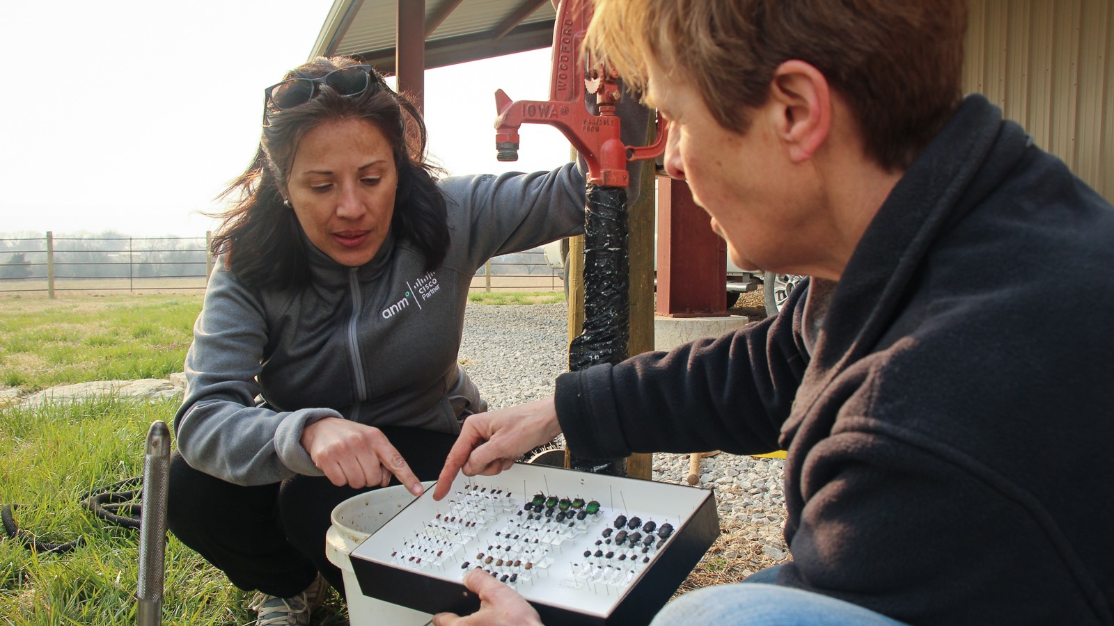 Entomologist Mary Liz Jameson, right, shows Luz Horton which kinds of dung beetles likely live on the land where she and her husband, Jamin Horton, own a bison ranch.