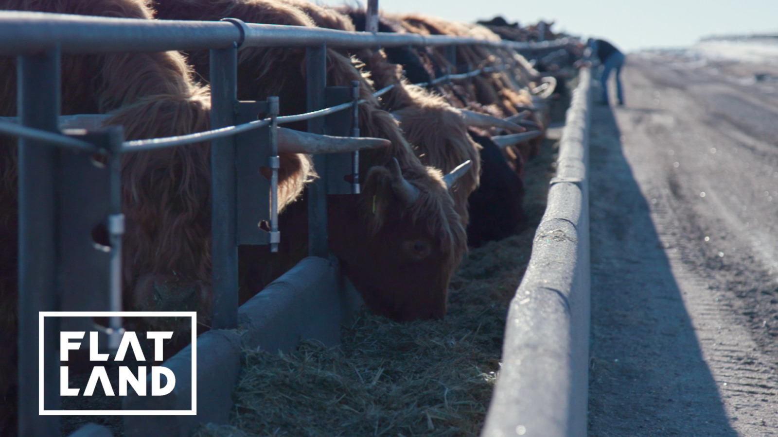 Cows feeding in trough