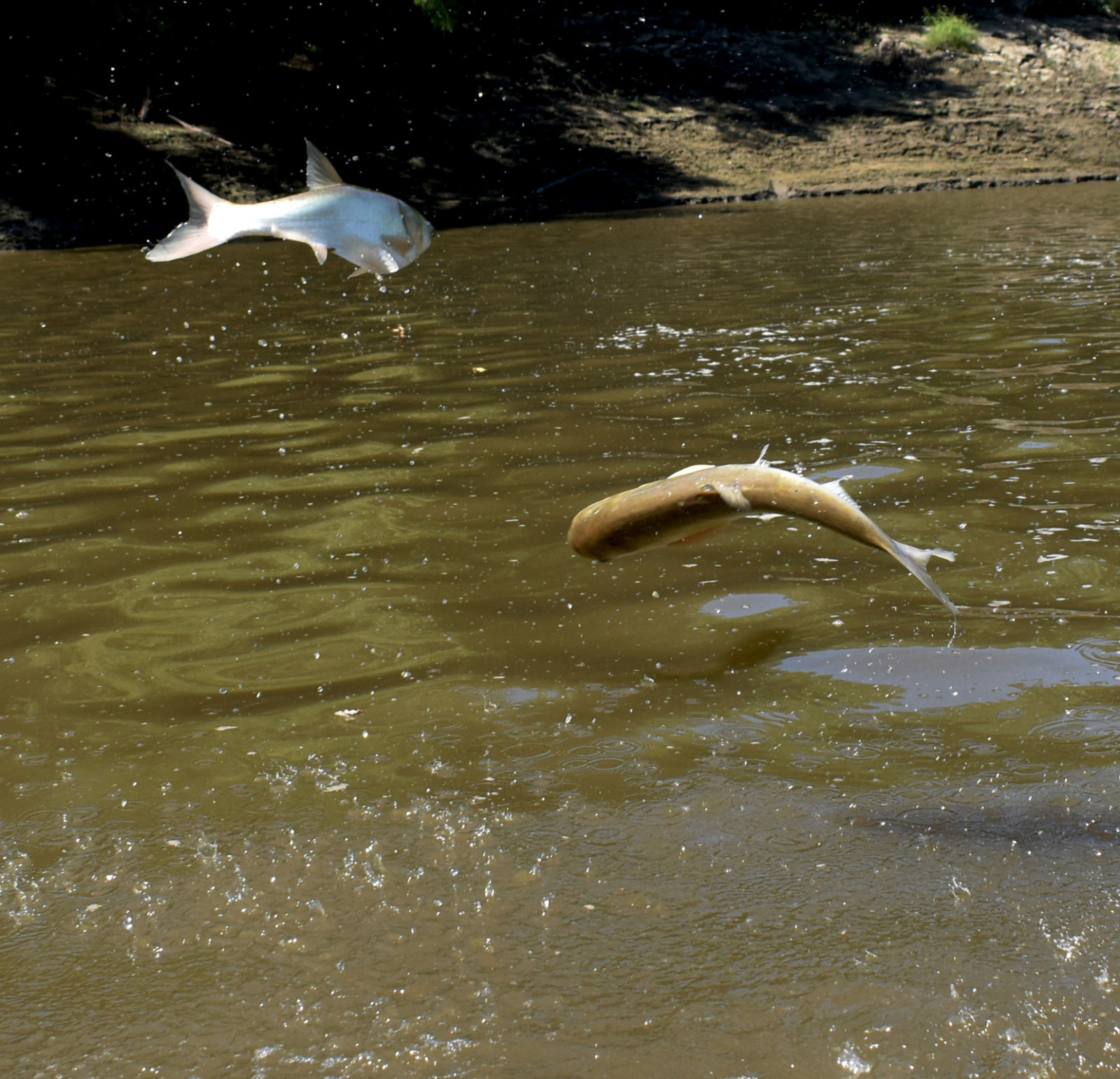 Two carp jump above a brown river. The carp on the left is grey and the carp on the right looks more brown. Water splashes beneath them.