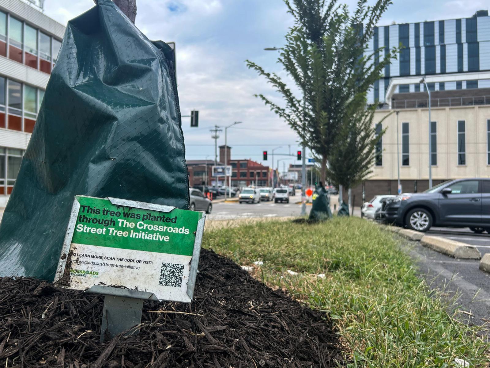 A mound of mulch surrounds a tree planted in a road partision. Parking blocks and a parked car as well as traffic can be seen in the background. There is a sign with the text, "This tree was planted throuh The Crossroads Street Tree initiative" and includes a QR code to learn more.