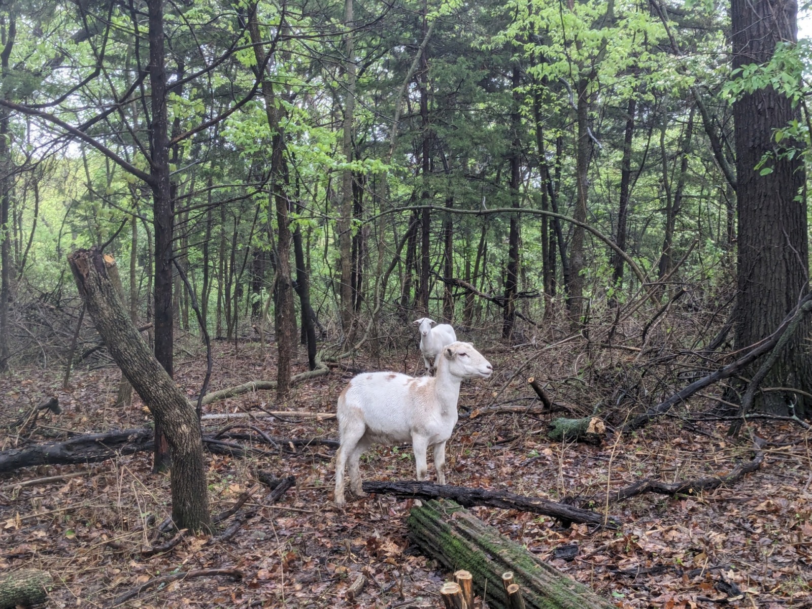A photo of a sheep in the woods. The sheep is in the center of the photo, looking to the right. It is white with brown spots. There is a white sheep a few feet behind it. The foreground is bare and covered in dead leaves. The background is green and leafy.