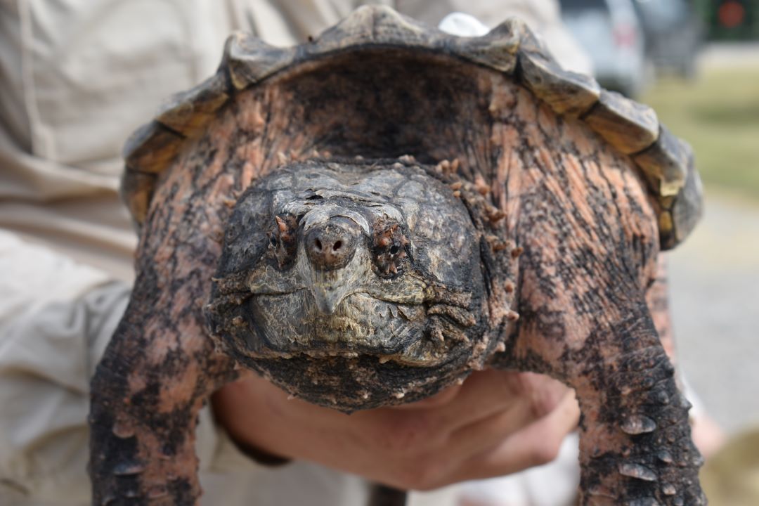 A photo of an alligator snapping turtle. The turtle is at the center of the photograph, looking straight ahead. It has dark gray coloring with pink splotches. It is being held by someone wearing tan clothing.