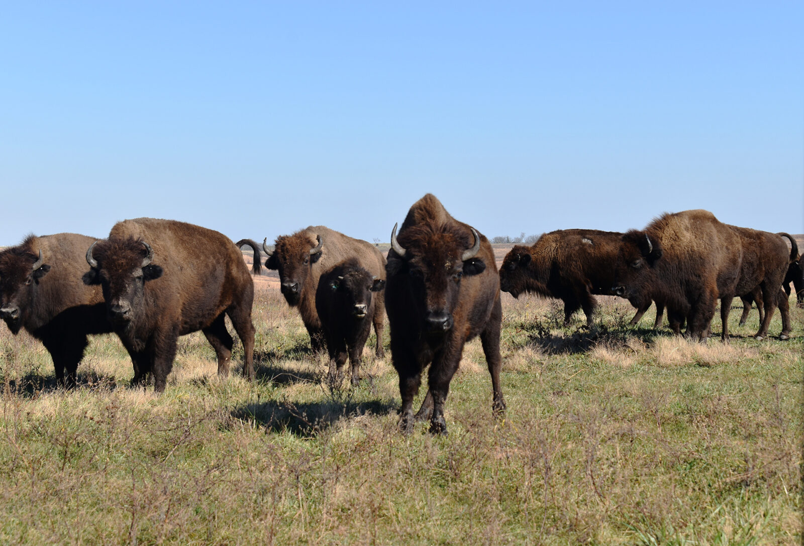 A photo of a bison herd standing atop a brown and green grass landscape. There are seven bison in the foreground, They are brown and large, with fur and horns. The sky behind them is bright blue.