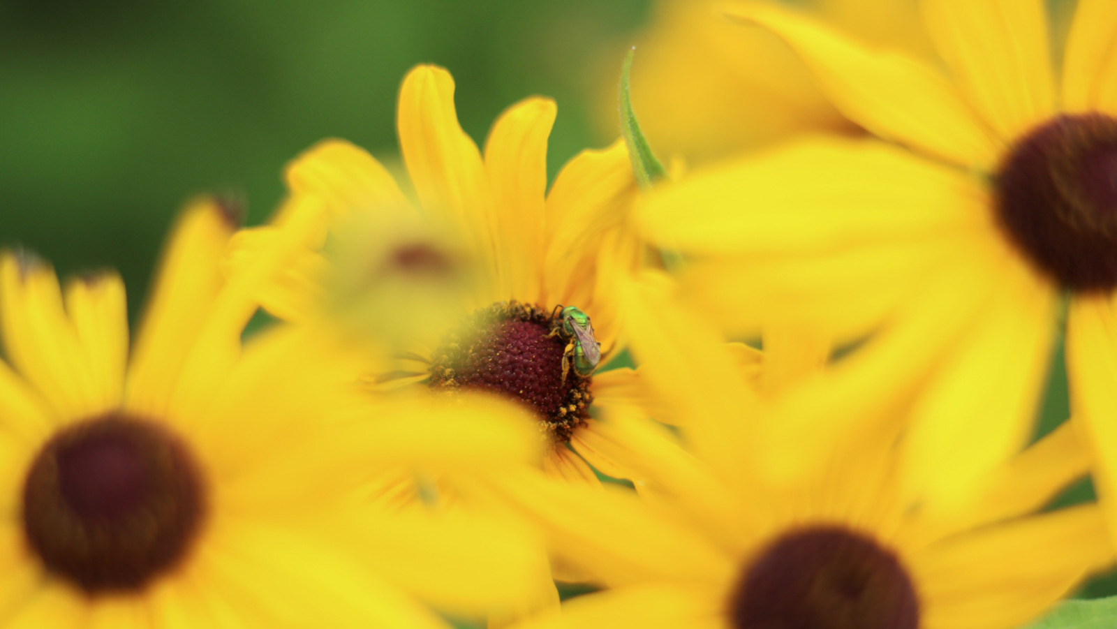 Augochlora pura, the Pure Golden Green Sweat Bee, rests on a yellow coneflower in the MU Extension Garden at Burr Oak Woods Conservation Area outside of Kansas City on July 23, 2025. The pure golden green bee can be seen pollinating flowers from April to October. (Abigail Landwehr | Flatland)