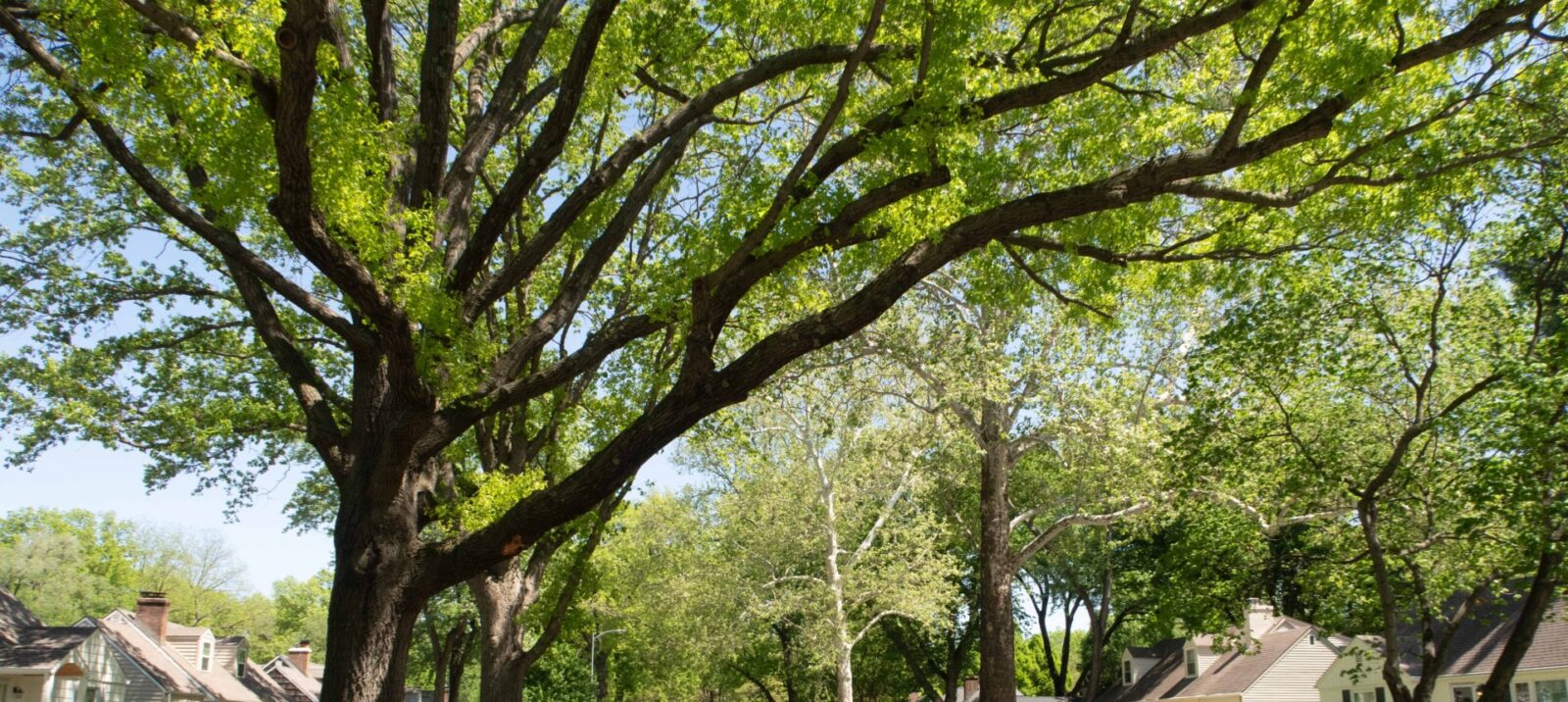 Tree-lined streets are one of the appeals of Prairie Village, Kansas. (Emily Woodring | Flatland