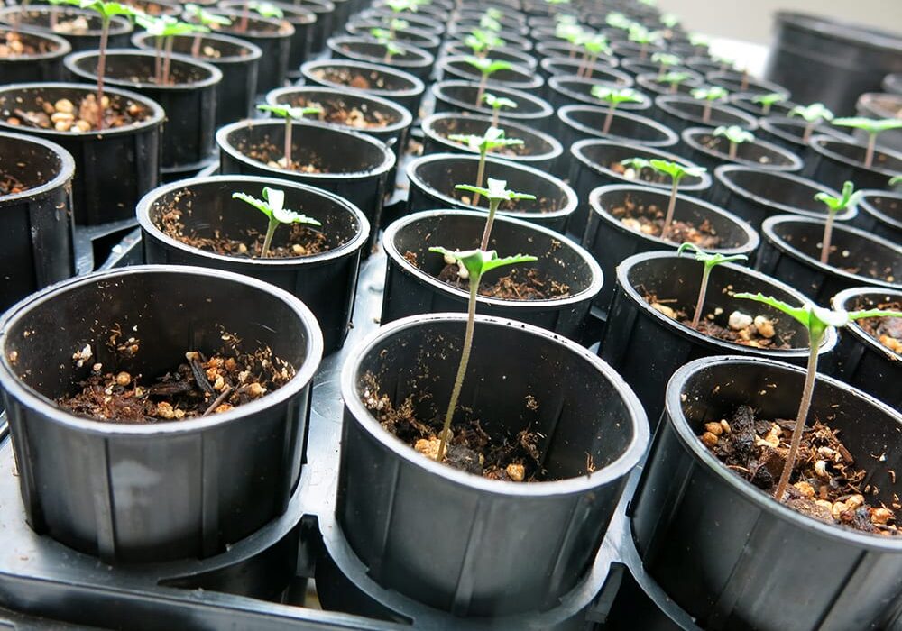 Photo: Luke Runyon / Harvest Public Media