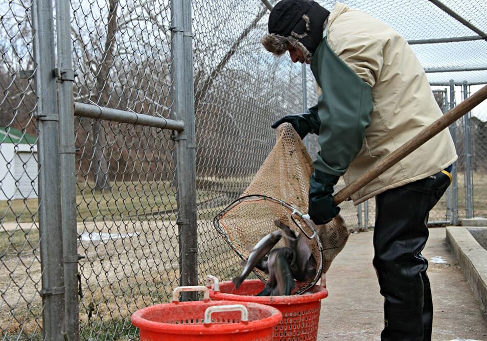 At Troutdale Farm in Missouri, farmhand Vince Orcutt pulls out rainbow trout ready to harvest.
Photo: Kristofor Husted / Harvest Public Media