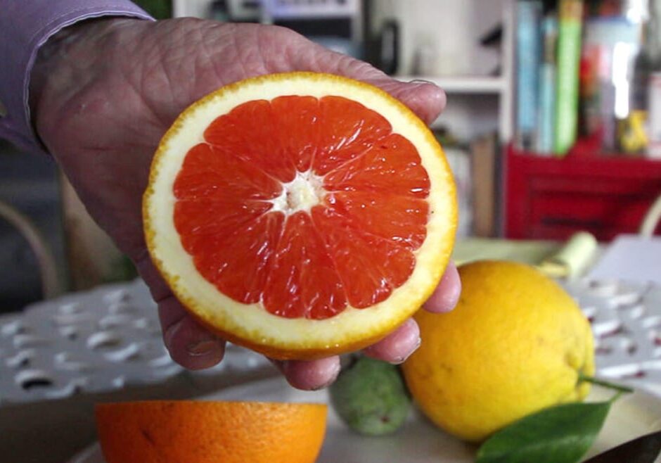 Russ Finch holds up half of a Cara Cara orange that grew in his geothermal greenhouse in Alliance, Nebraska. (Grant Gerlock/Harvest Public Media)