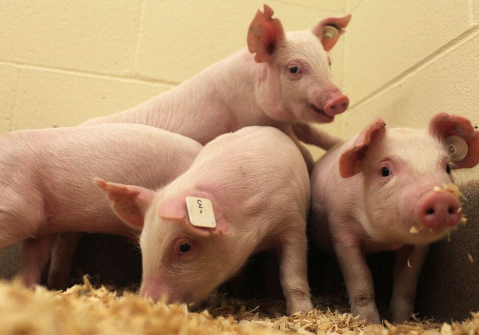 Baby pigs genetically modified