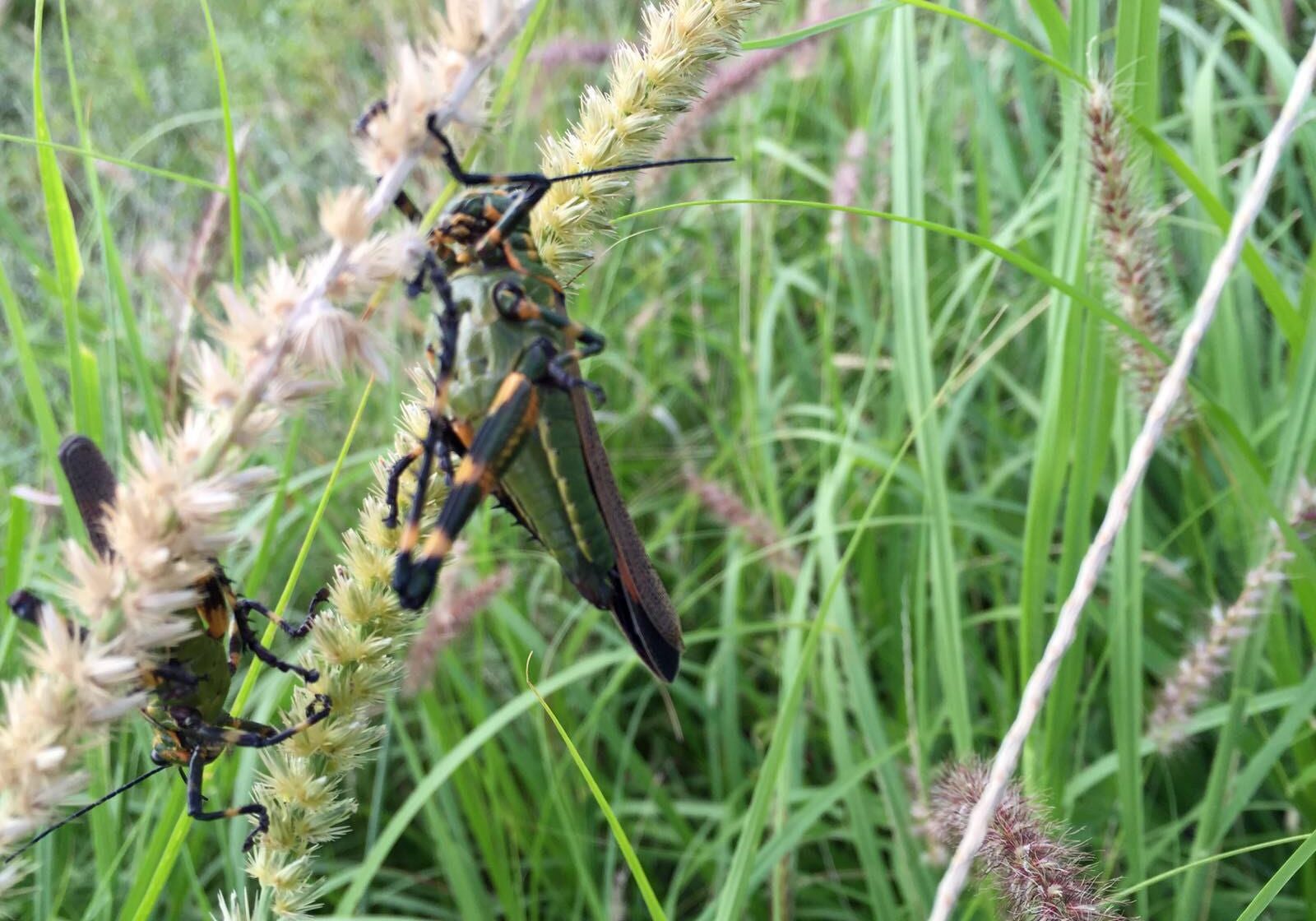 Parts of Argentina have been swarmed by a South American locust, Schistocerca cancellata, pictured here in Santiago Del Estero province. It is not found in North America. (Credit: Juan Pablo Karnatz)