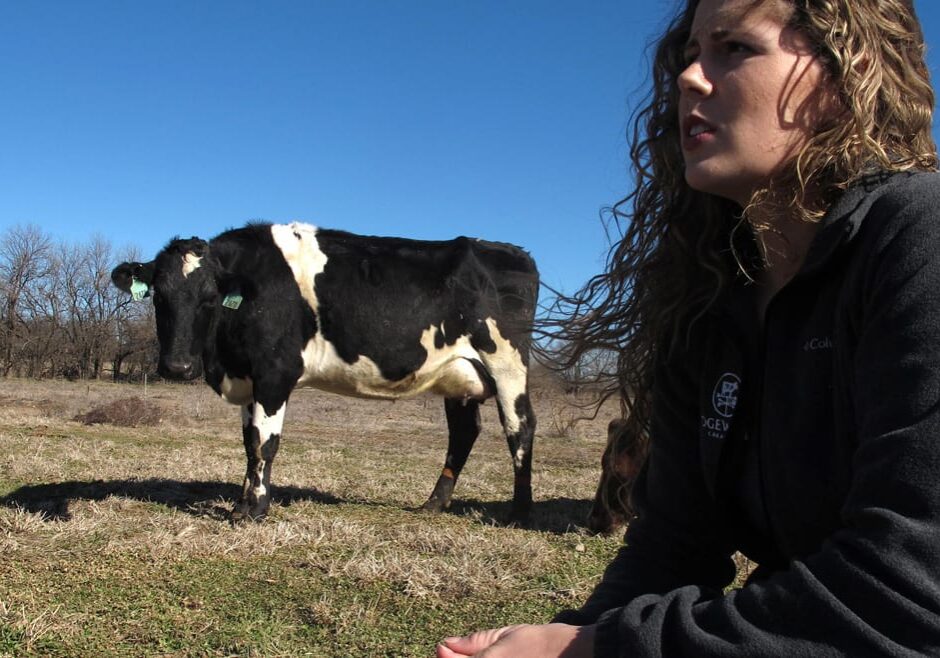 A woman in a field with a cow