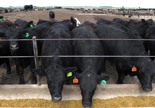 The majority of antibiotics sold each year in the United States are used to treat livestock, rather than humans.
Photo: Grant Gerlock / Harvest Public Media