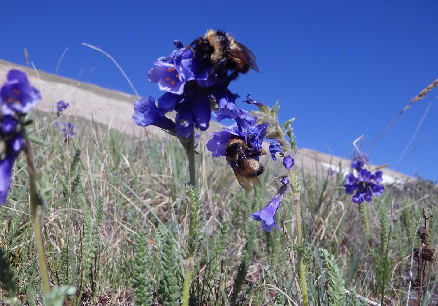 Bumblebee queens on a flower