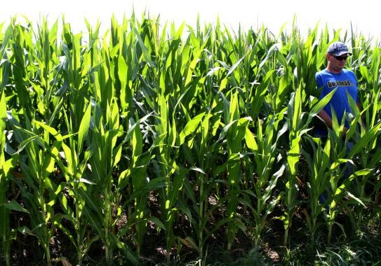Nebraska farmer Nathan Dorn says he’s comfortable using chemical herbicides approved by the EPA. (Photo: Matt Brooks/NET News)