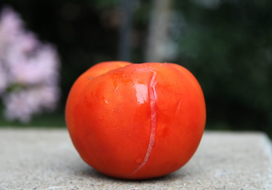A tomato from the Goeke farm, St. Charles, Missouri, which harvests about 150,000 pounds of Red Deuce tomatoes in a good year. Photo: Kristofor Husted/Harvest Public Media
