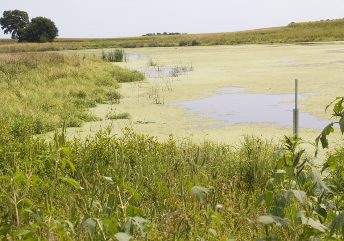 Constructed wetlands surrounded by long grasses serve as a natural filter to remove nitrogen from water flowing off farm fields so only clean water reaches rivers. (Photo: Amy Mayer | Harvest Public Media)