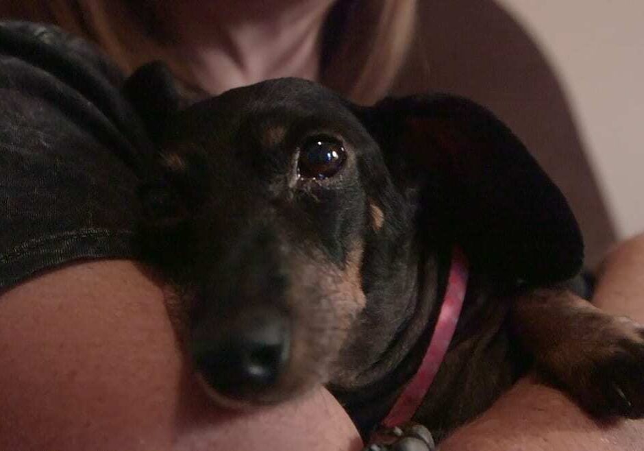 Woman holding a small dog