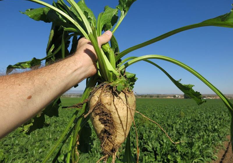 Image of green farm field with arm of off-camera person holding large beet. in the foreground.