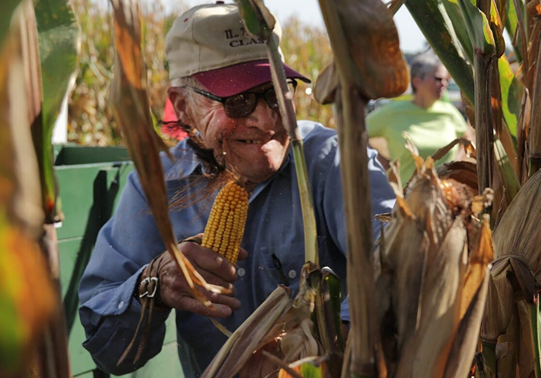 Competitor Harlan Jacobson races to pick rows of corn at the annual Illinois State Corn Husking Competition in September. (Photo by Abby Wendle/Harvest Public Media)