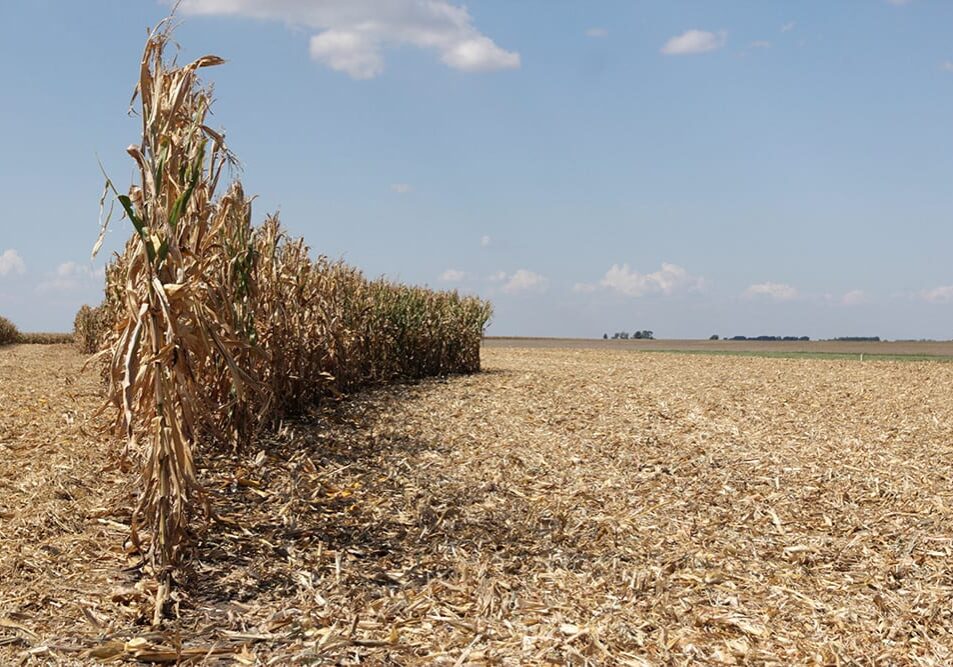 The best corn husking contestants can pick hundreds of pounds corn in just 20 minutes. (Abby Wendle/Harvest Public Media)