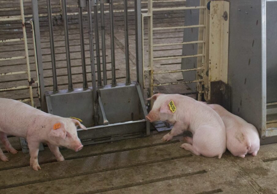 Pigs in containment area